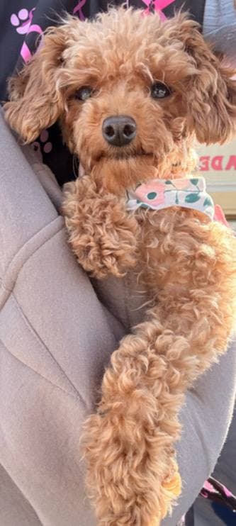 Daisy