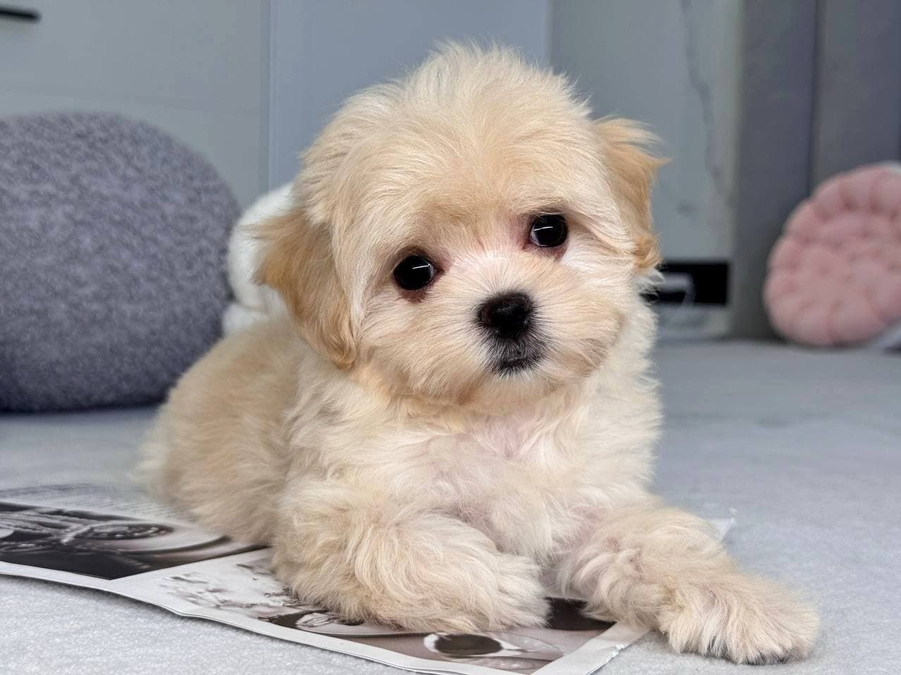 Milo